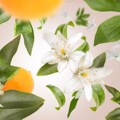 Orange Blossom